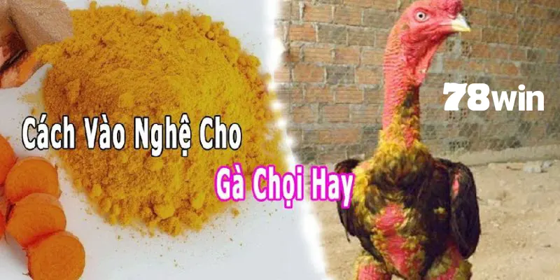 Cách Nuôi Gà Đá Chân Mạnh - Bật Mí Bí Quyết Chuẩn Nhất 2024 7 Vào nghệ là bước không thể thiếu khi nuôi gà đá chân mạnh