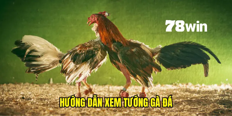 Cách Xem Tướng Gà Đá - Bí Kíp Chọn Chiến Kê Giống Tốt 5 Chỉ dẫn chi tiết cách soi tướng chiến kê giống tốt